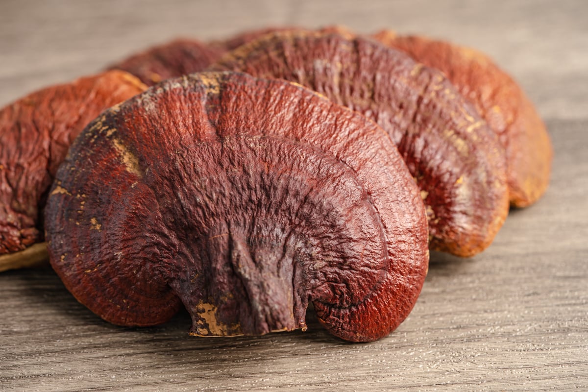 Dried Lingzhi Mushroom Isolated on White Background with Clippin