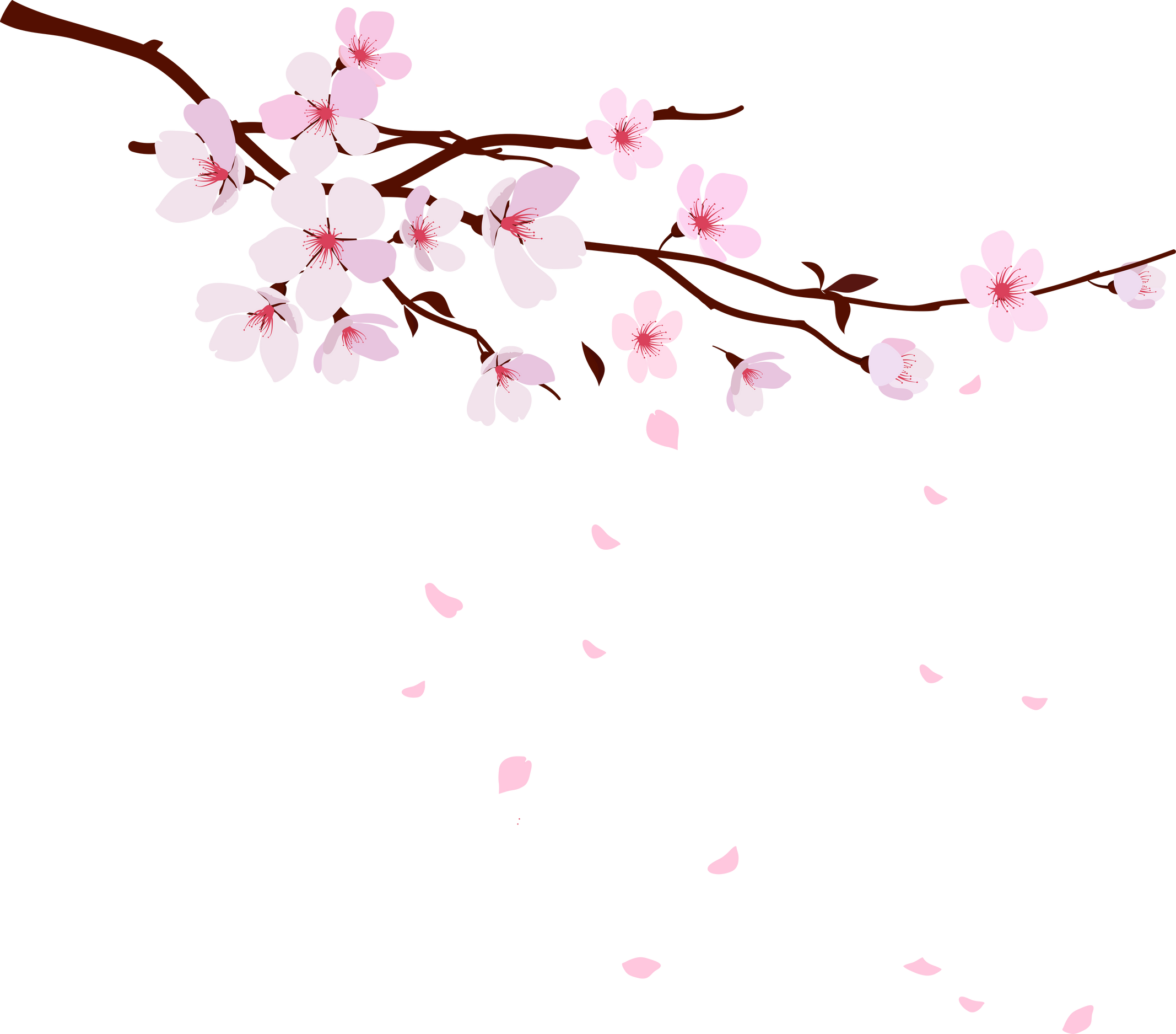 cherry blossoms