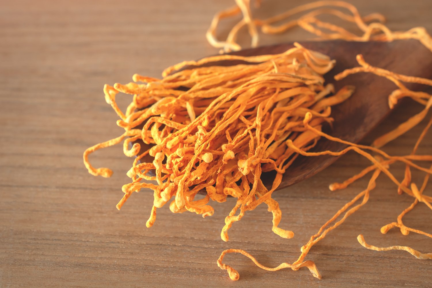 dried cordyceps militaris mushroom flower.